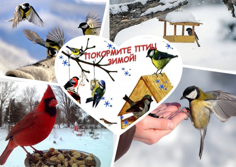 15 января - день зимующих птиц.